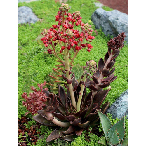 Sementes Suculenta Echeveria Black Prince Shopee Brasil