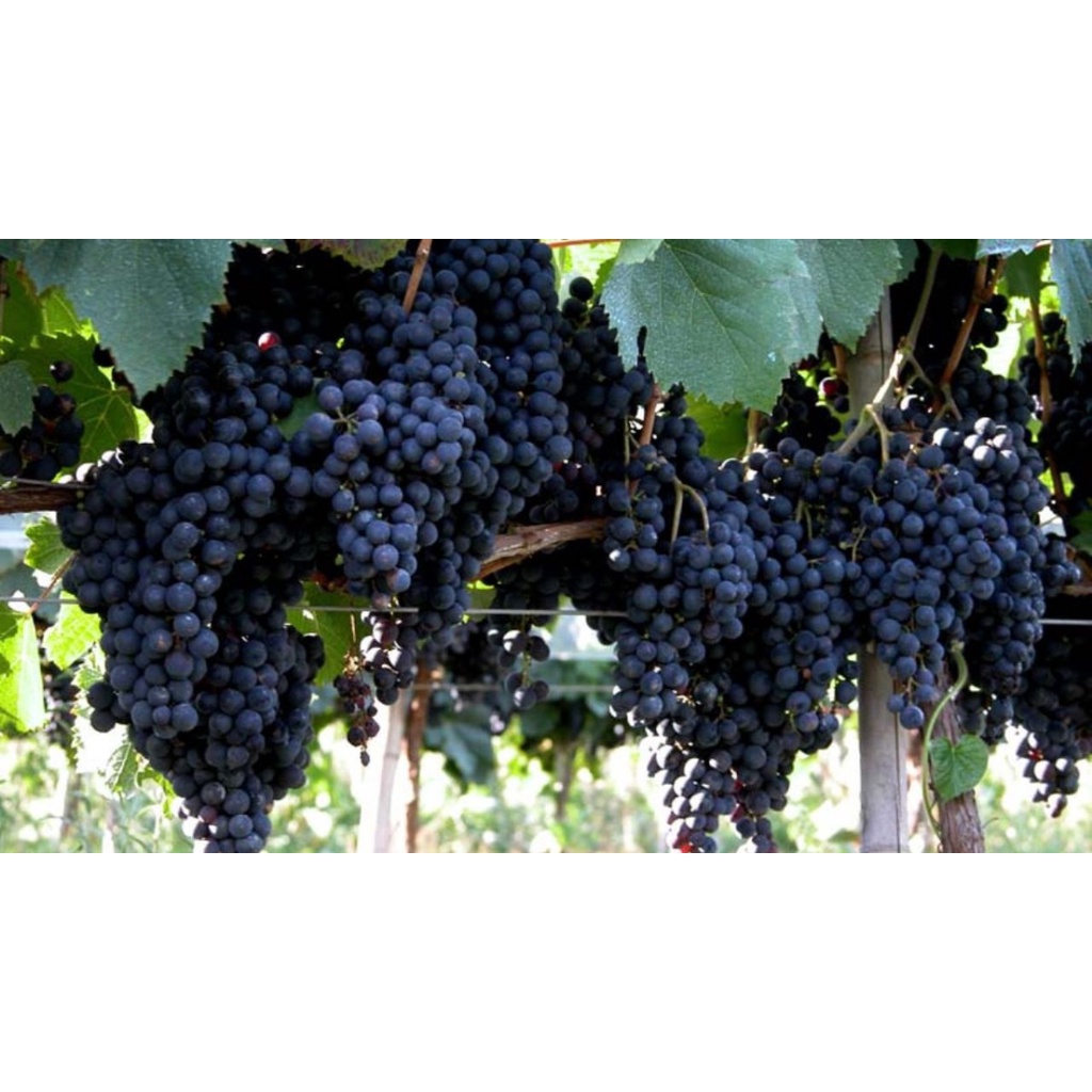 Sementes De Vitis Labrusca Videira Americana Uva Fruta Shopee Brasil