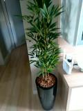 Planta Artificial Vertical Bambu 1mt 1 Galho Sem O Vaso Shopee Brasil