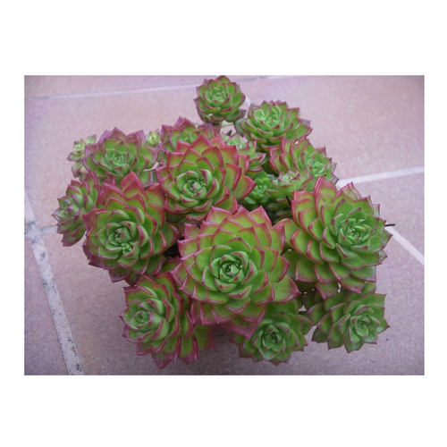 Sementes De Suculentas Echeveria Sedeveria Letizia Shopee Brasil