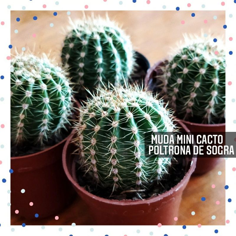 MUDA CACTO POLTRONA DE SOGRA Echinocactus Grusonii CACTO BOLA DE