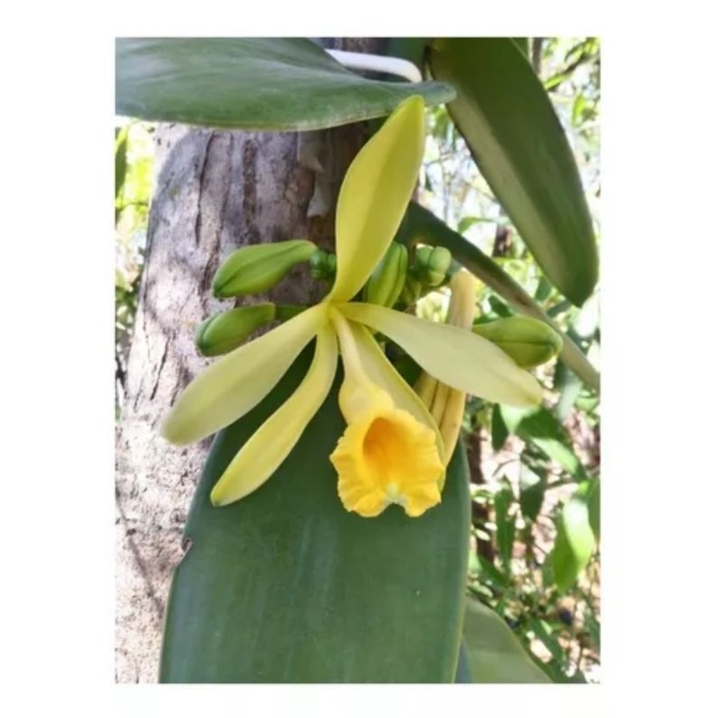 Muda Orqu Dea Baunilha Cm Vanilla Planifolia Shopee Brasil