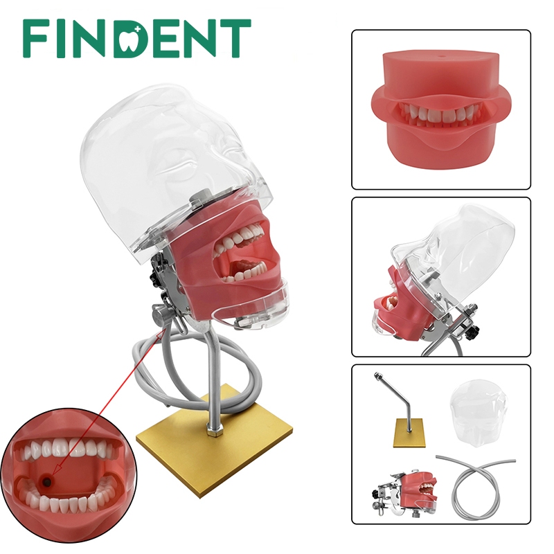 1 Conjunto Simulador Dentário Modelo Simples De Cabeça 28 32 Dentes