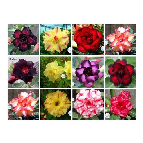 20 Sementes Rosa Do Deserto Adenium Cores Diversas Flor Mix Shopee Brasil