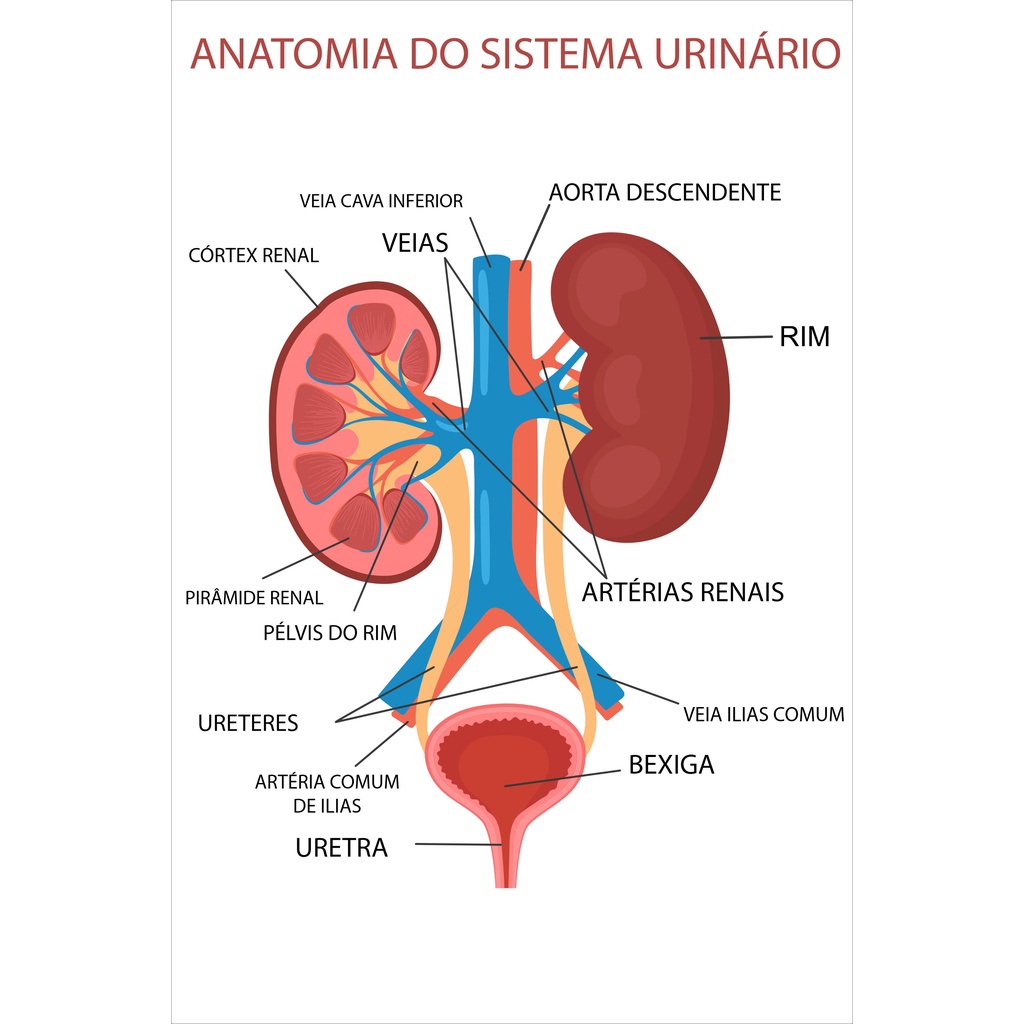 Painel De Lona Escolar Educativo Médico Anatomia do Sistema Urinário