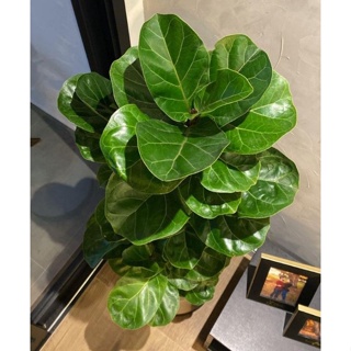 Planta Artificial Ficus Lyrata Mt Sem O Vaso Shopee Brasil