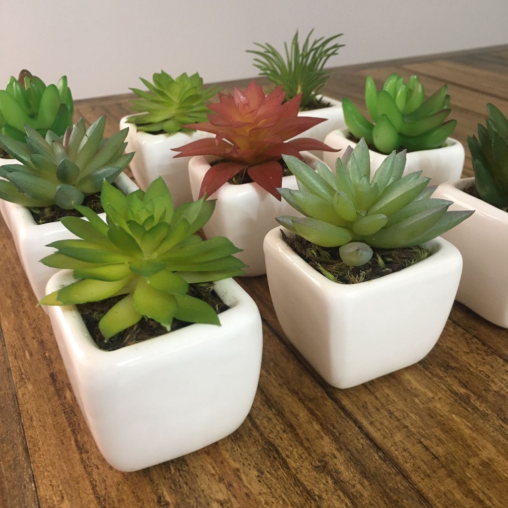 Mini Plantinhas No Vasinho De Cer Mica Branco Shopee Brasil