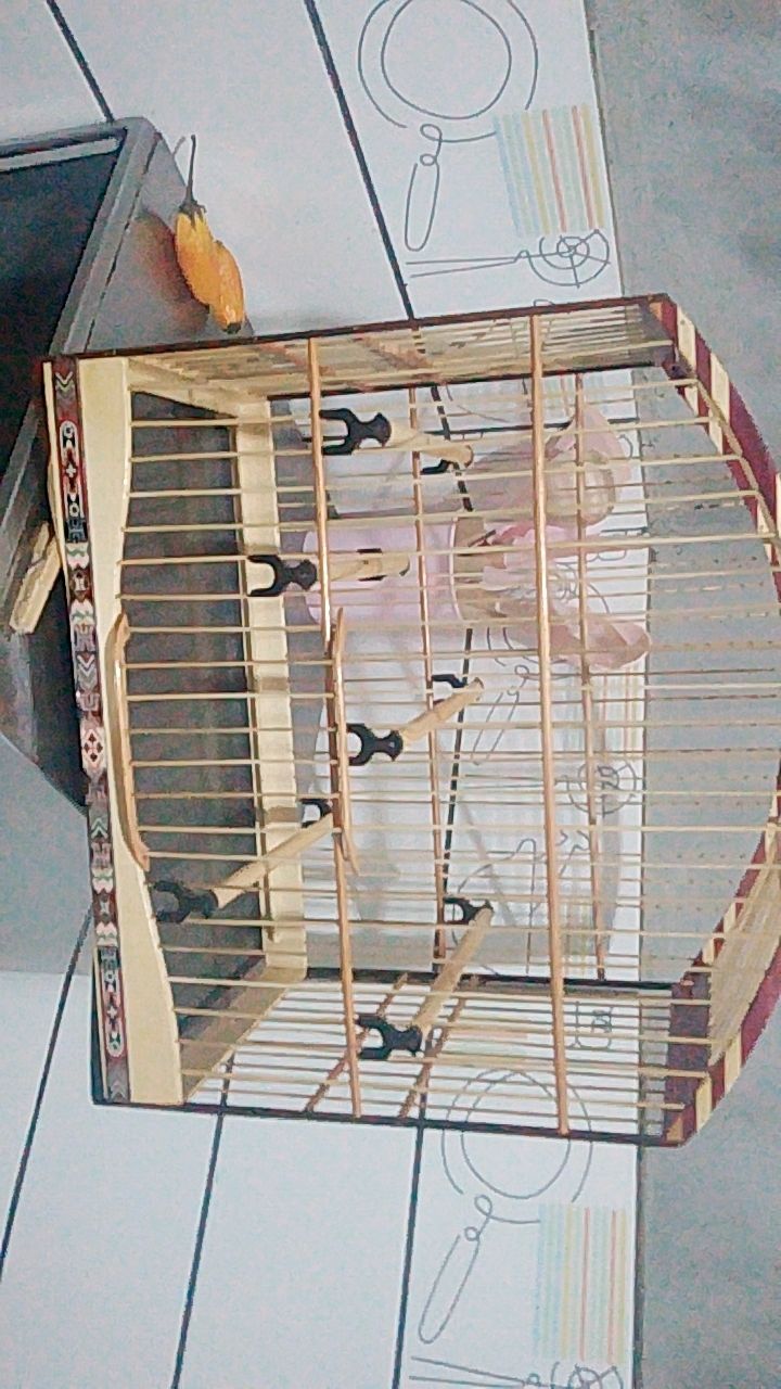 Bilu Amorim