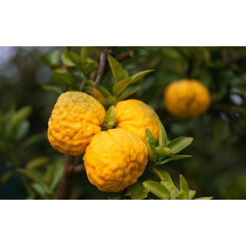 80 Sementes De Limão Japonês Yuzu - 