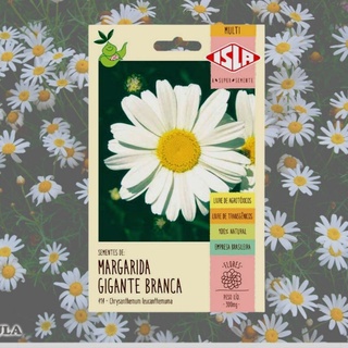 Sementes de Flor de Margarida Branca - Plantio e Arranjo