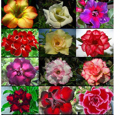 KIT 50 SEMENTES ROSA DO DESERTO