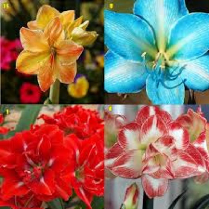 100 sementes mix flor ornamentais amaryllis