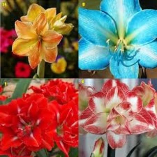100 sementes mix flor ornamentais amaryllis
