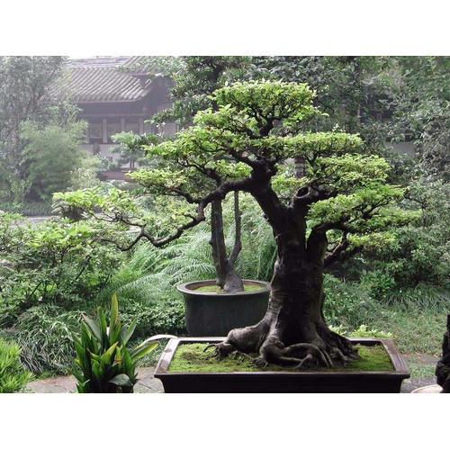 Adansonia Digitada Baoba 10 Sementes Bonsai Baobab