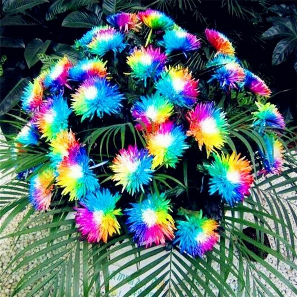 Plantas Exoticas Raras