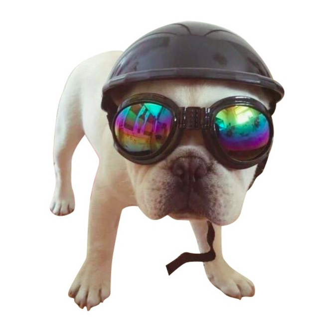 Capacete para Cachorro - Tamanho P Preto