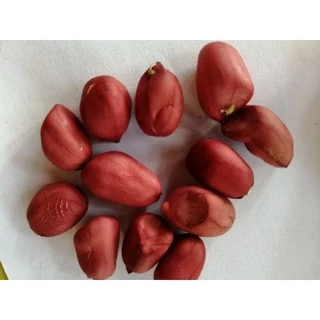 50 Sementes de Amendoim Paraguaio / Vermelho Gigante Para o Plantio - Raro