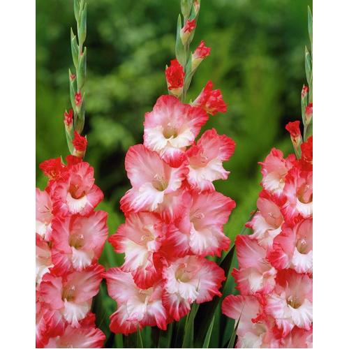 10 Sementes De Palma De Santa Rita Rosa Pink | Shopee Brasil