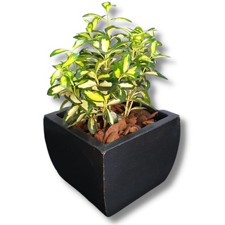 Vaso Cachepô Mesa Decorativo Planta 17c Polietileno Quadrado