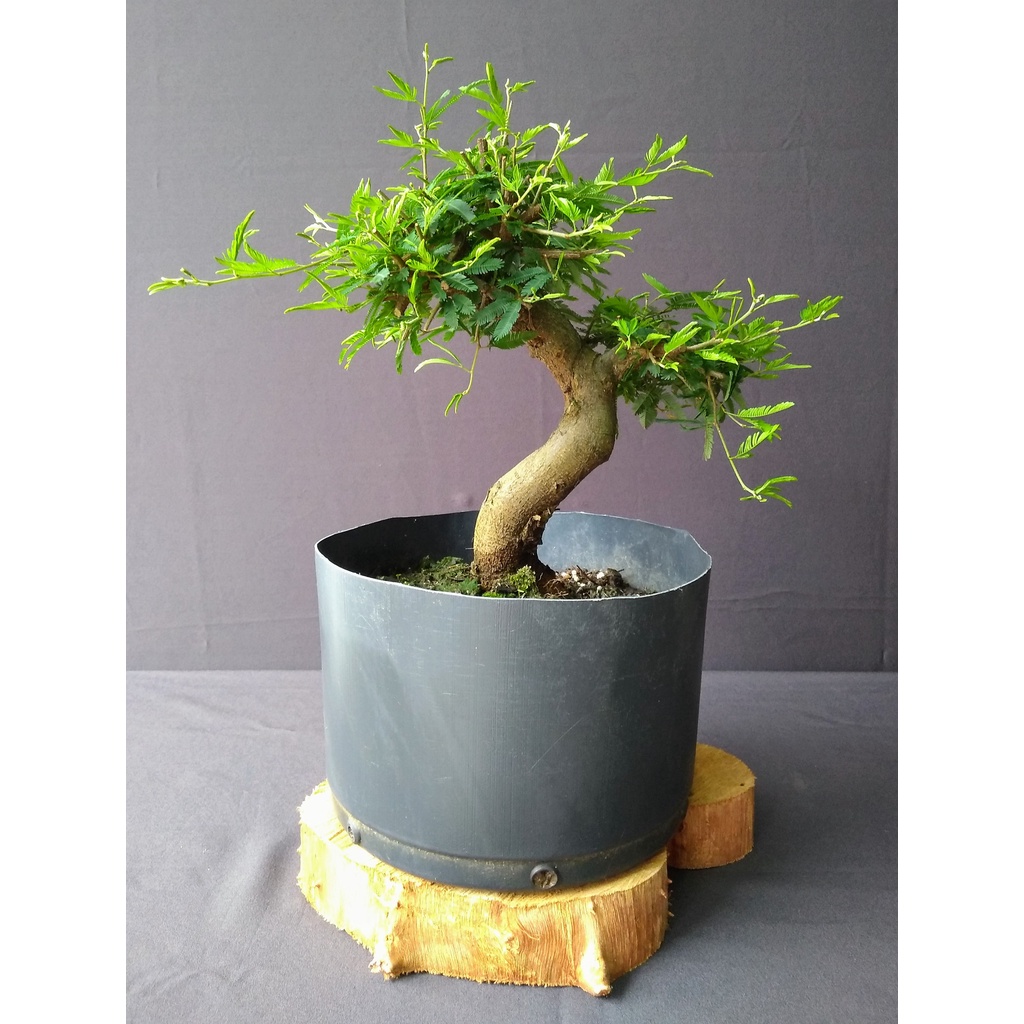 Pré Bonsai Calliandra Rosa 5 anos