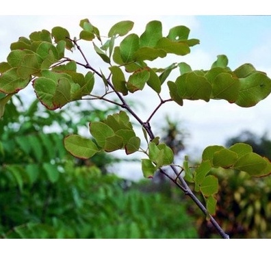 CHÁ VERDE PAU DE RATO 300G - PARA INFECÇÕES DO OVÁRIO CORRIMENTOE BRONQUITE.