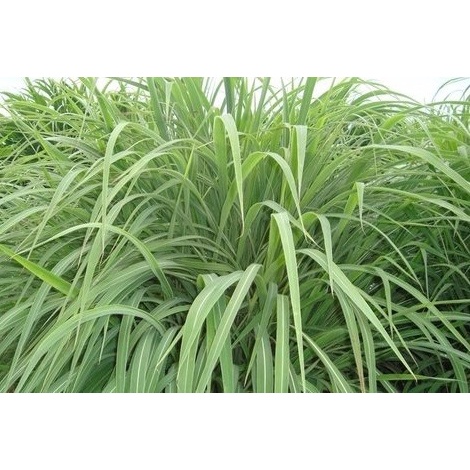 Capim Andropogon Gayanus - 500gr De Sementes