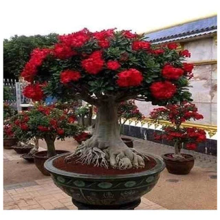 30 Sementes Rosa Do Deserto Mix P/mudas Adenium 