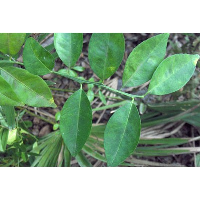 Laranja Orgânica (Folhas)