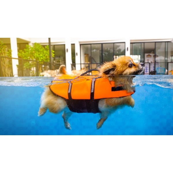 Colete Salva Vidas Para Cães Flutuante Boia Laranja P