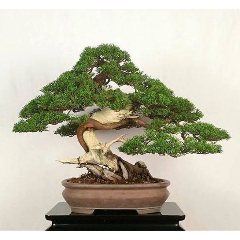 20 Sementes juniperus shimpaku sementes para árvore Bonsai japonês