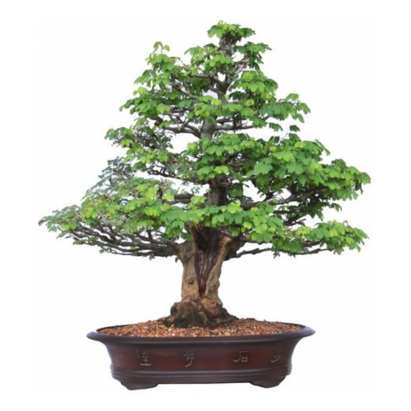 Sementes de Chloroleucon tortum Pithecolobium tortum | Shopee Brasil