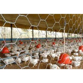 Tela para galinheiro 1,8m galvanizado Belgo