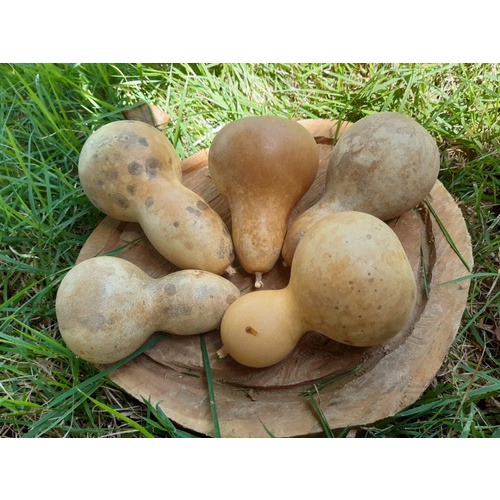 Cabaça ou Purunga - Tamano - Pequena e Media !! | Shopee Brasil