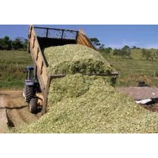 2 SACOS DE 10KG CADA, SORGO DA MARCA RIBER SACARIA FEICHADA
