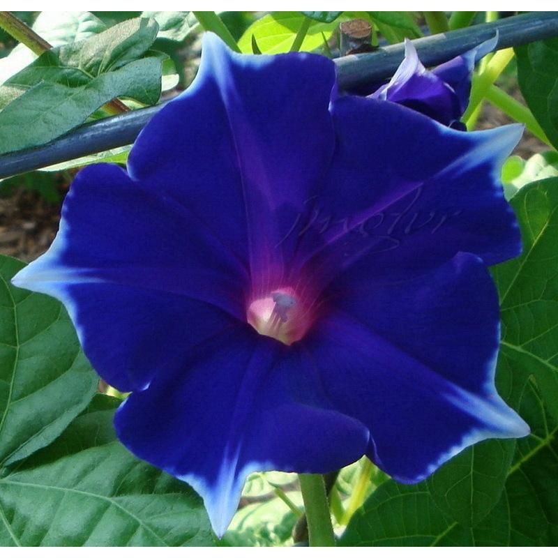 40 Sementes de Morning Glory Gloria da Manhã. | Shopee Brasil