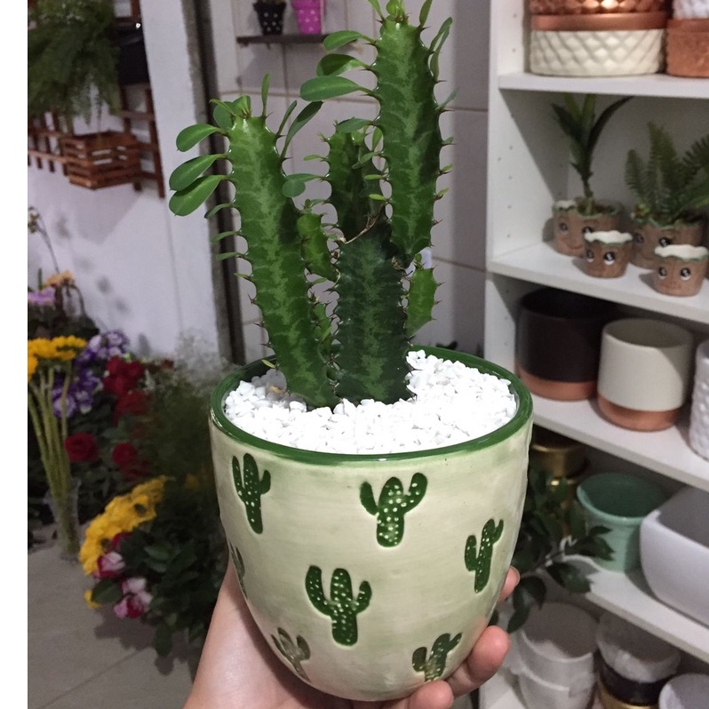 coleção de cactos e plantas da casa com caretas. conjunto de vasos