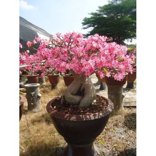 Cercis Siliquastrum 10 Sementes Judas Tree Bonsai rvore - Escorrega o Preo