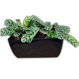 Jardineira Floreira para Plantas 30x15 para Hortas 5l