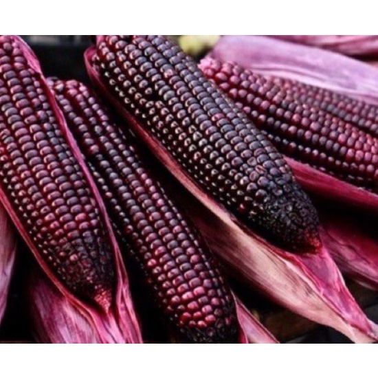 PACOTE COM 80 unidades - Sementes do legítimo raro Milho Roxo exótico ...