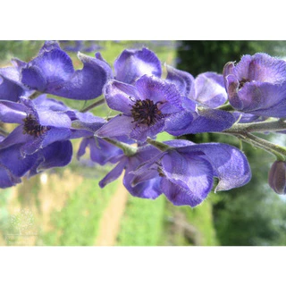 10 Sementes De Flor Aconito ornamental