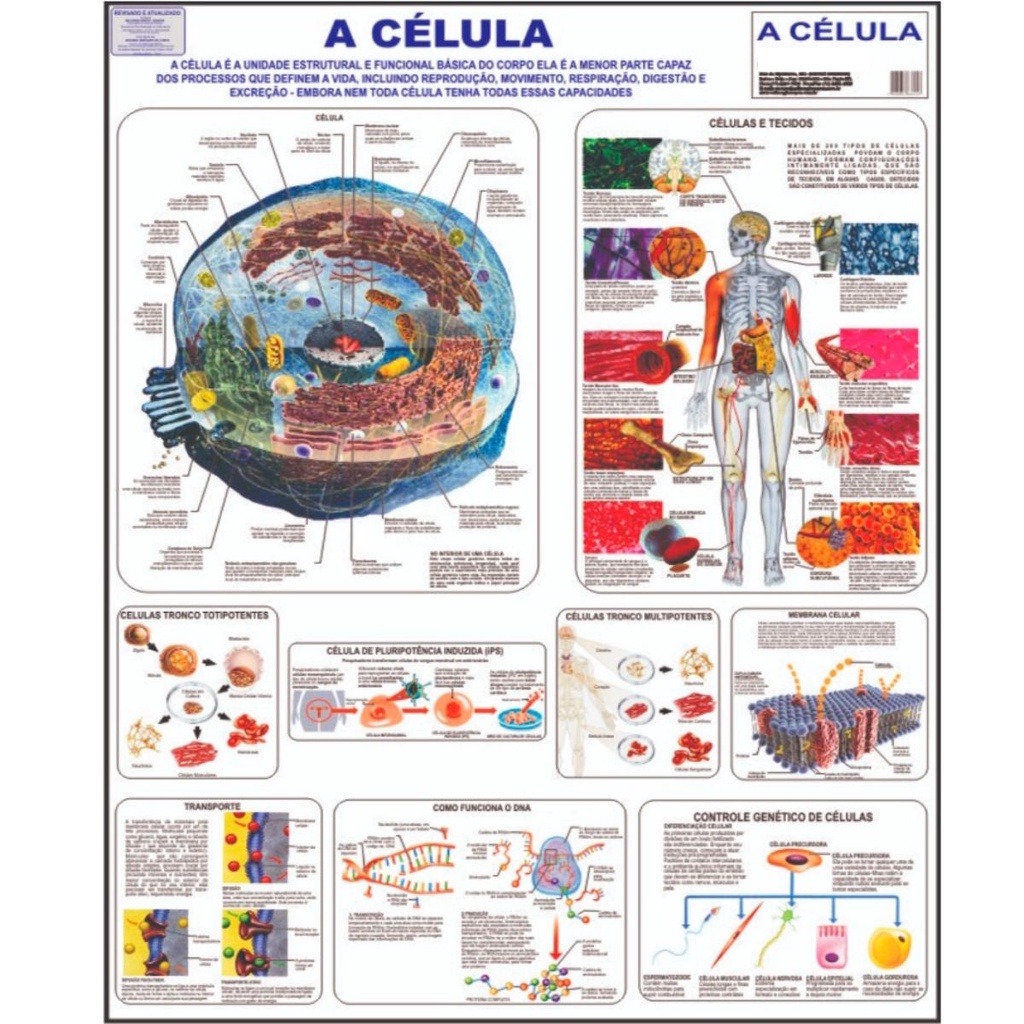 Cartaz Do Mapa Do Genoma Humano