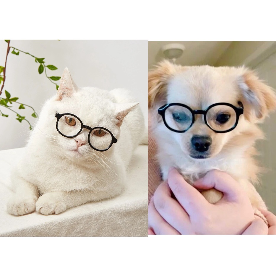 Gatos de Óculos na Black Friday 2025 | BuscaProdutos