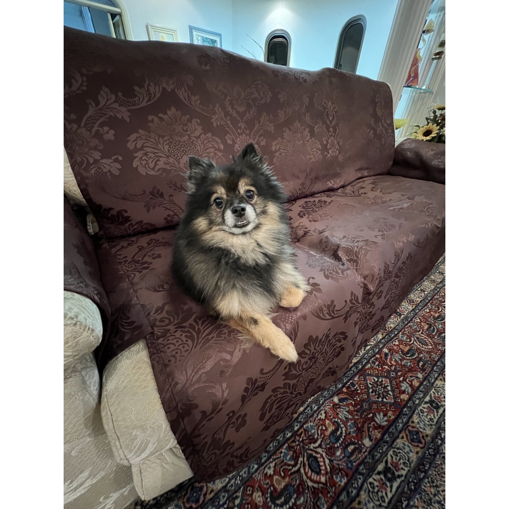 Capa de Sofá Protetor para 3 ou 2 Lugares e Manta de Sofá