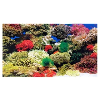 Painel Decorativo Duplo P/ Aquários e Maquetes