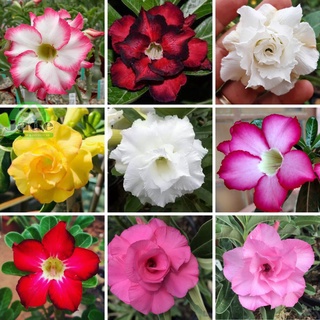 60 Sementes Flor Cravo Multicoloridos Dobrados / Ideal para Vasos e Mudas