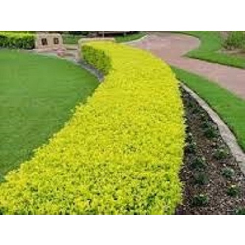 350 Sementes De Pingo De Ouro Cerca Viva Muro Verde Estatua #COMPRANDO ...