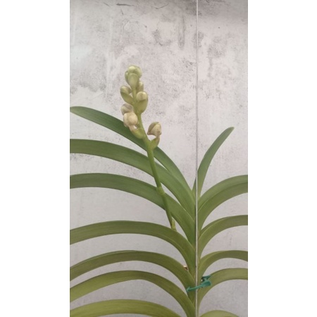 Vandas Tailandia várias cores com botão confira | Shopee Brasil
