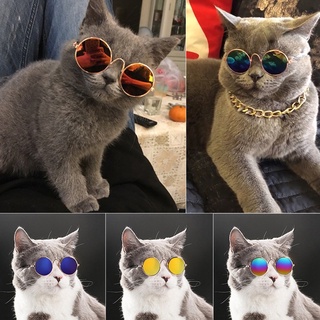 Resultado de imagem para gatos de oculos tumblr