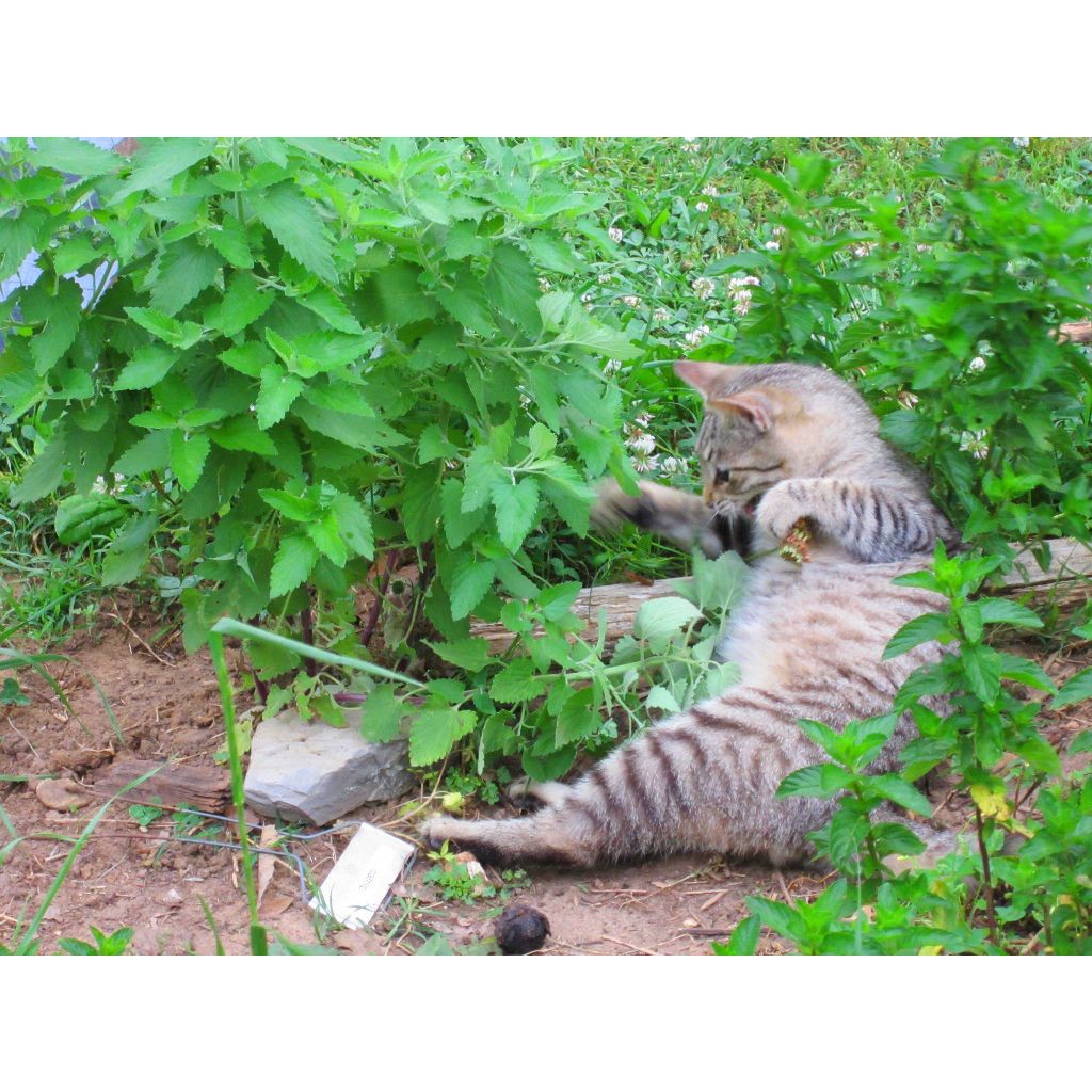Sementes de Catnip - A Erva dos Gatos (Nepeta cataria) - Garden