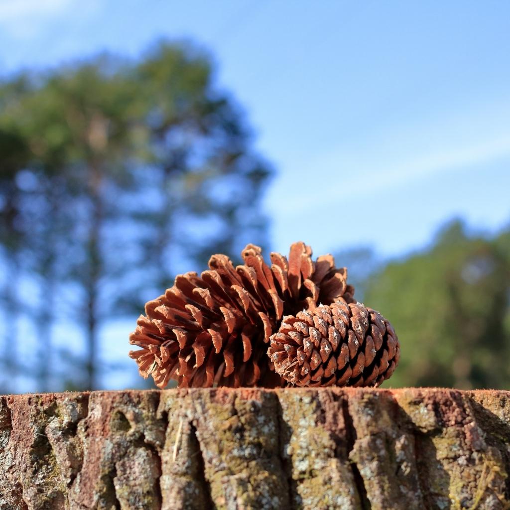 Pinha Natural | Shopee Brasil